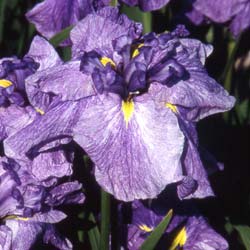 Iris japonés 'Dainagon'